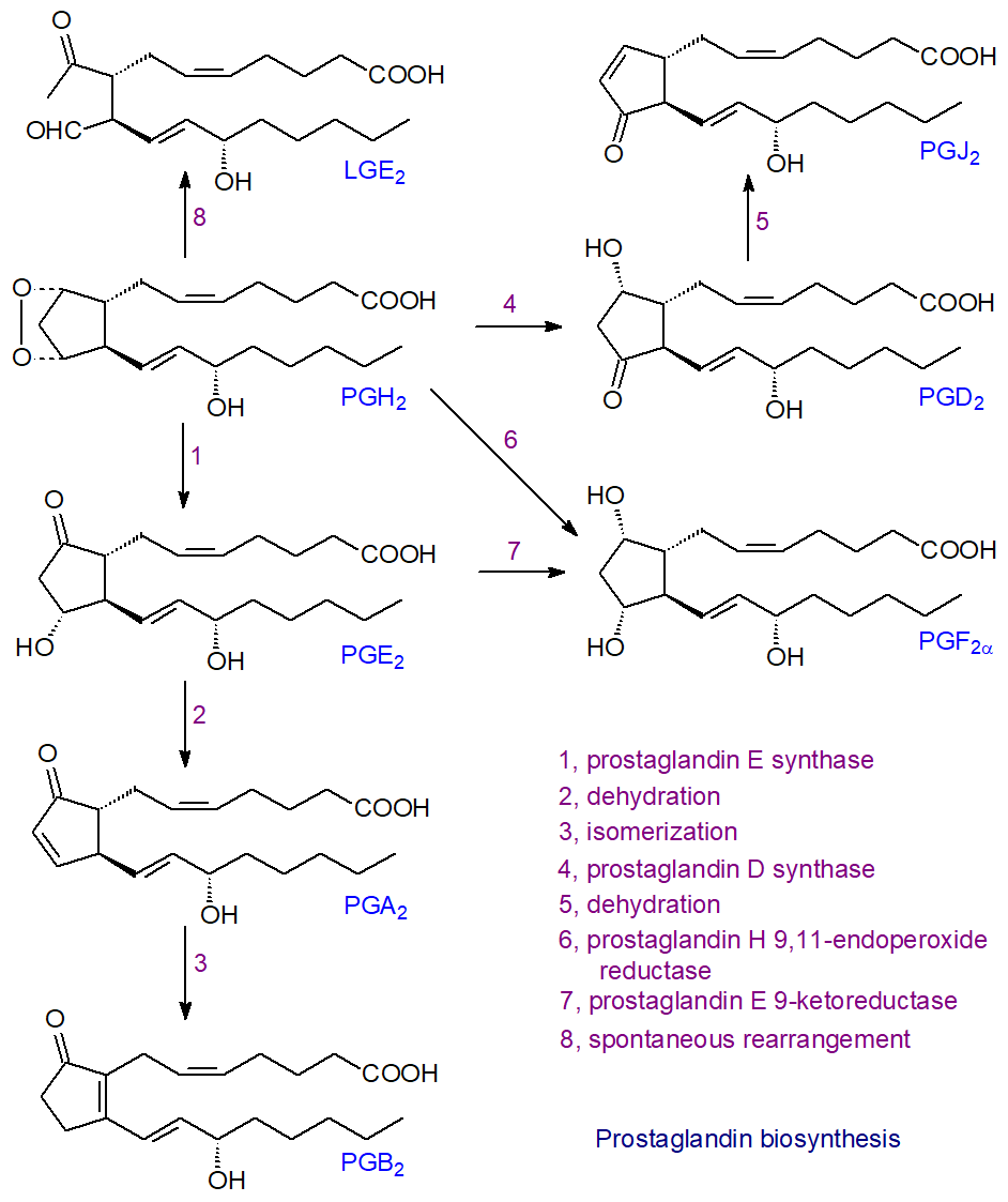 Biosynthesis of prostaglandins - the synthases