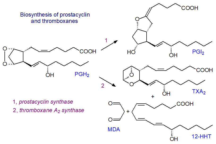 Prostacyclin-thromboxane biosynthesis