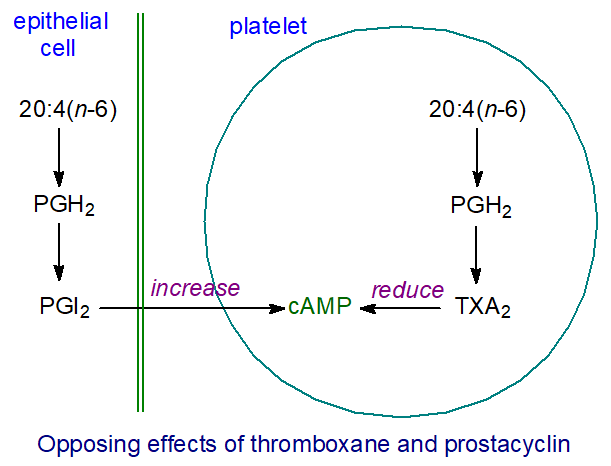 Opposing effects of thromboxane and prostacyclin.