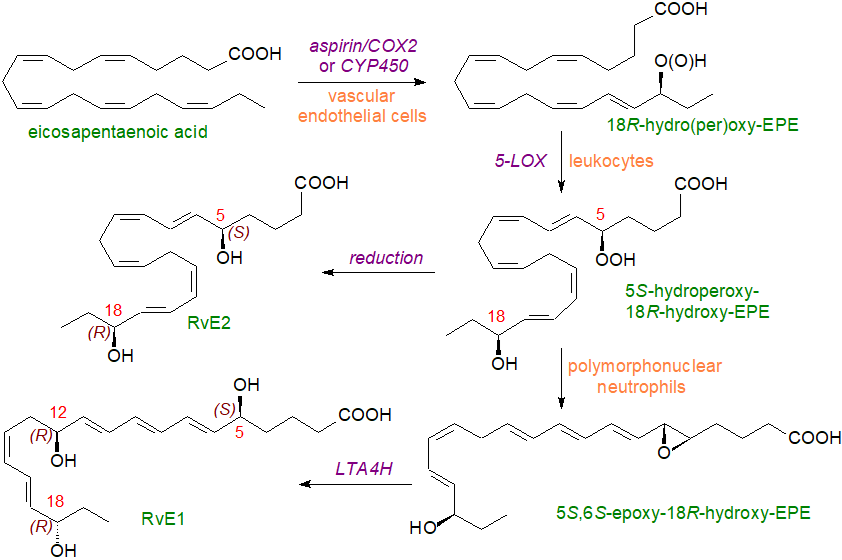 Protectin biosynthesis