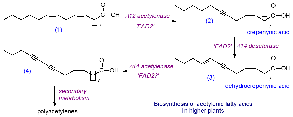 Biosynthesis of acetylenic fatty acids