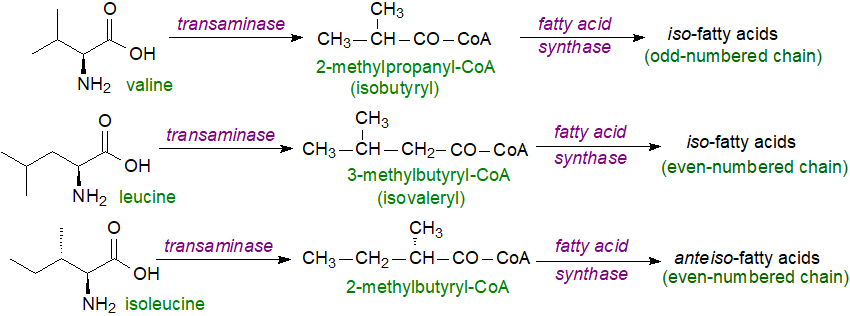 Formulae of iso- and anteiso-methyl-branched fatty acids