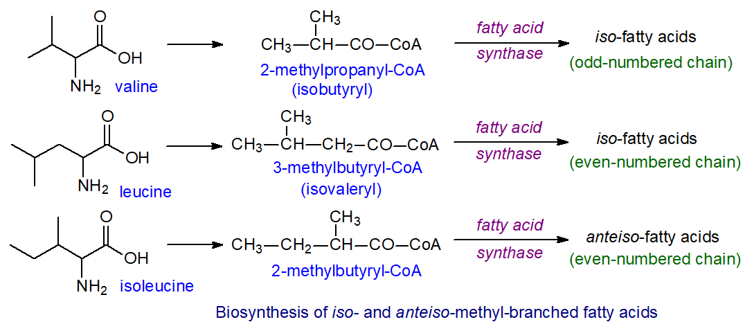 Biosynthesis of iso- and anteiso-methyl-branched fatty acids