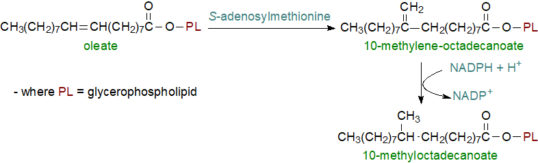 Biosynthesis of iso- and anteiso-methyl-branched fatty acids