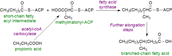 Structural formula of 13,13-dimethyl-tetradecanoic acid