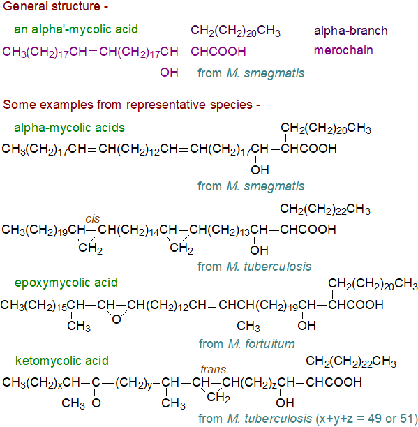 Structural formula of tuberculostearic acid