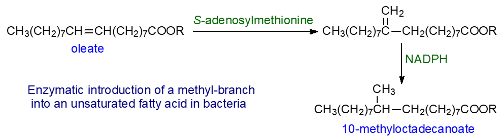 Enzymatic introduction of a methyl branch into an unsaturated fatty acid