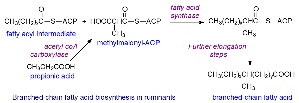 Synthesis of branched-chain fatty acids in ruminants