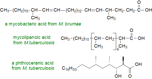 Synthesis of branched-chain fatty acids in ruminants