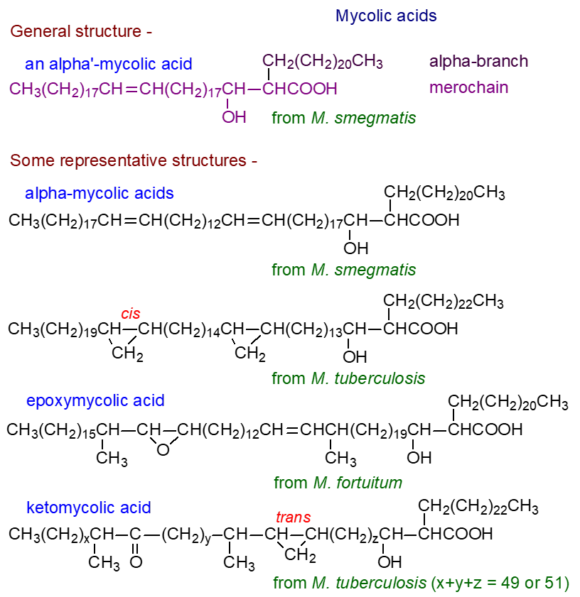 Structural formulae for mycolic acids
