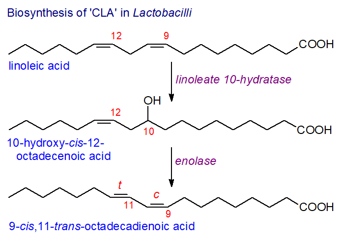 Biosynthesis of 9-cis,11-trans-octadecadienoic acid in Lactobacillus plantarum