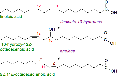 Biosynthesis of 9-cis,11-trans-octadecadienoic acid in Lactobacillus plantarum