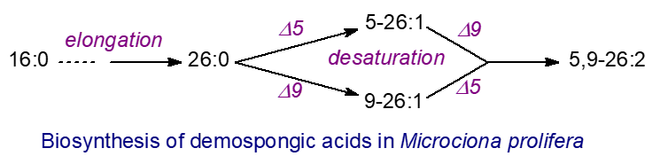 Biosynthesis of 5,9-unsaturated fatty acids in sponges