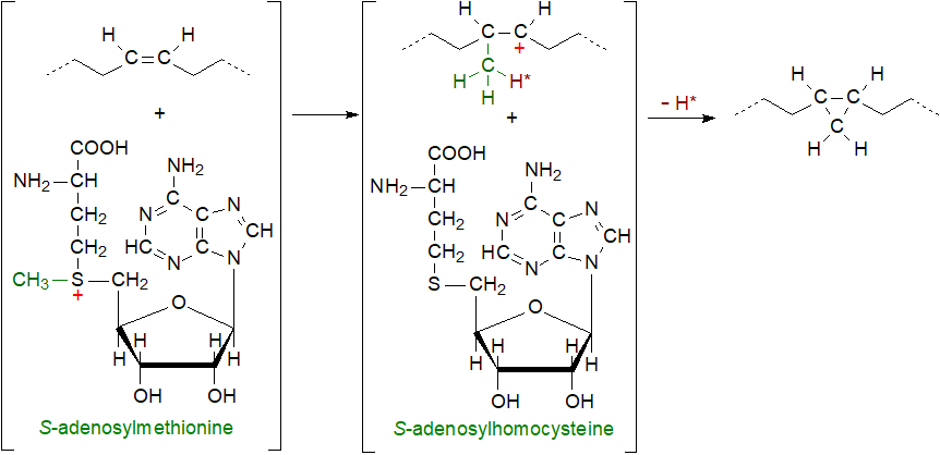 Formulae of majusculoic and lyngbyoic acids