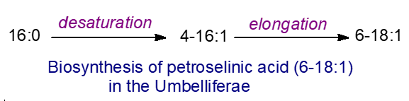Biosynthesis of petroselinic acid