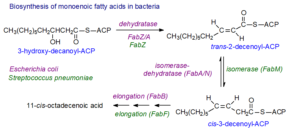 Biosynthesis of monoenoic fatty acids in bacteria
