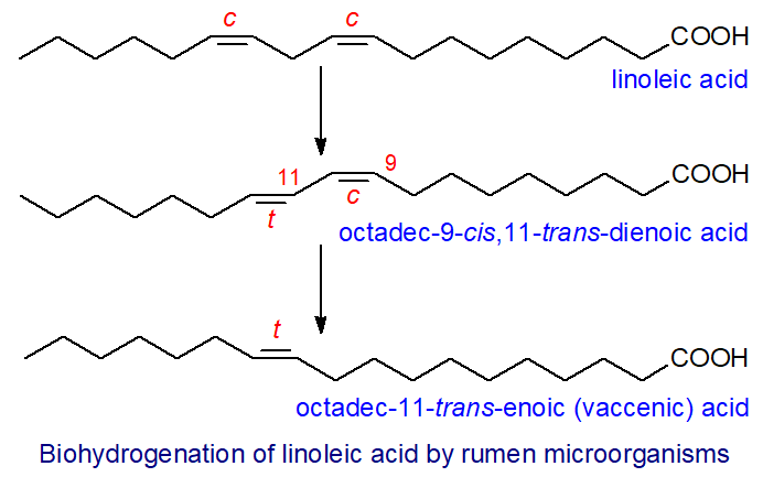Biohydrogenation of linoleic acid by rumen microorganisms