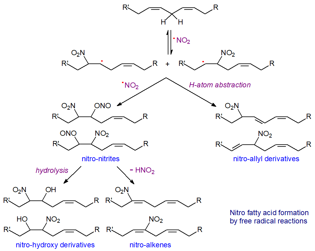 Nitro fatty acid formation by free radical reactions