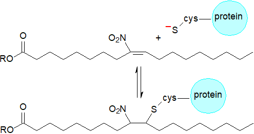 Nitro fatty acid formation by free radical reactions