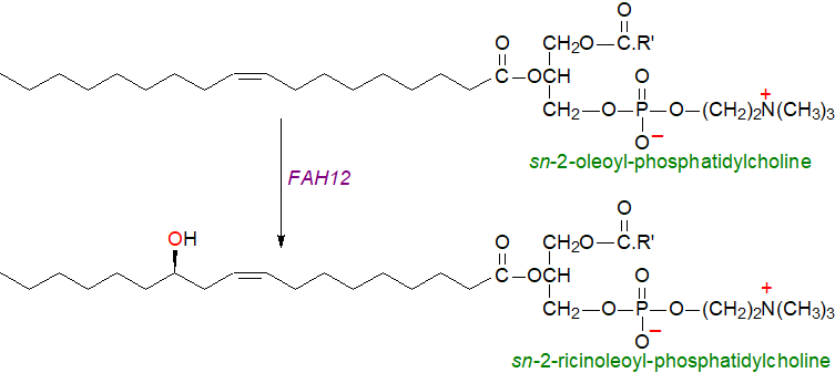 Structural formula of 15-hydroxy-hexadecanoic acid