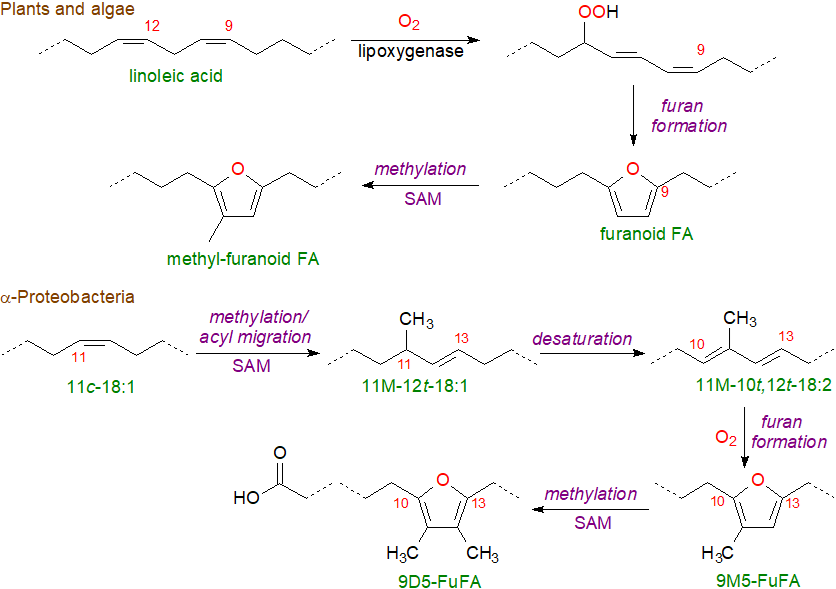 Formula of cyclopentadecanolide