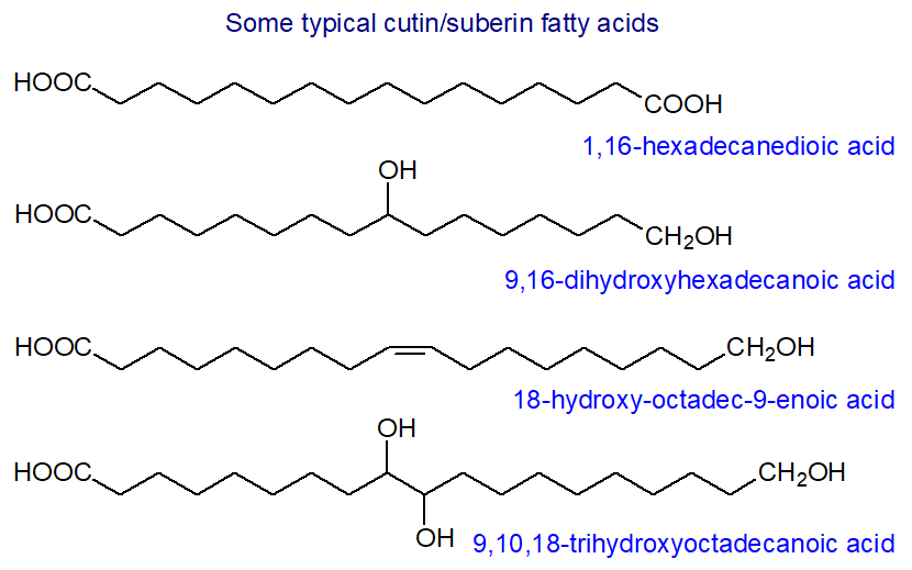 Formulae of some typical cutin/suberin fatty acids