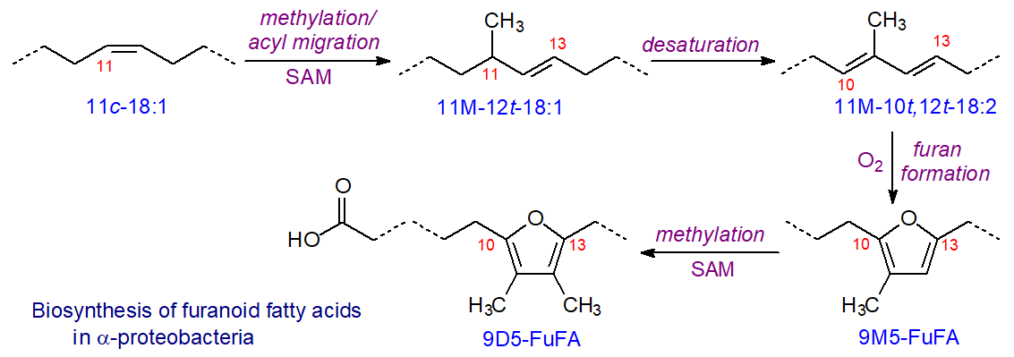 Biosynthesis of furanoid fatty acids in proteobacteria