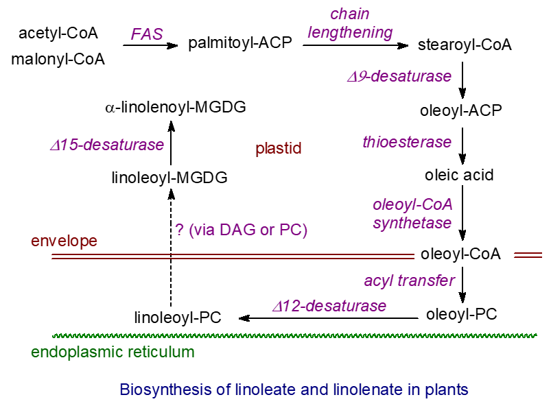 Biosynthesis of linoleate and linolenate in leaves of plants
