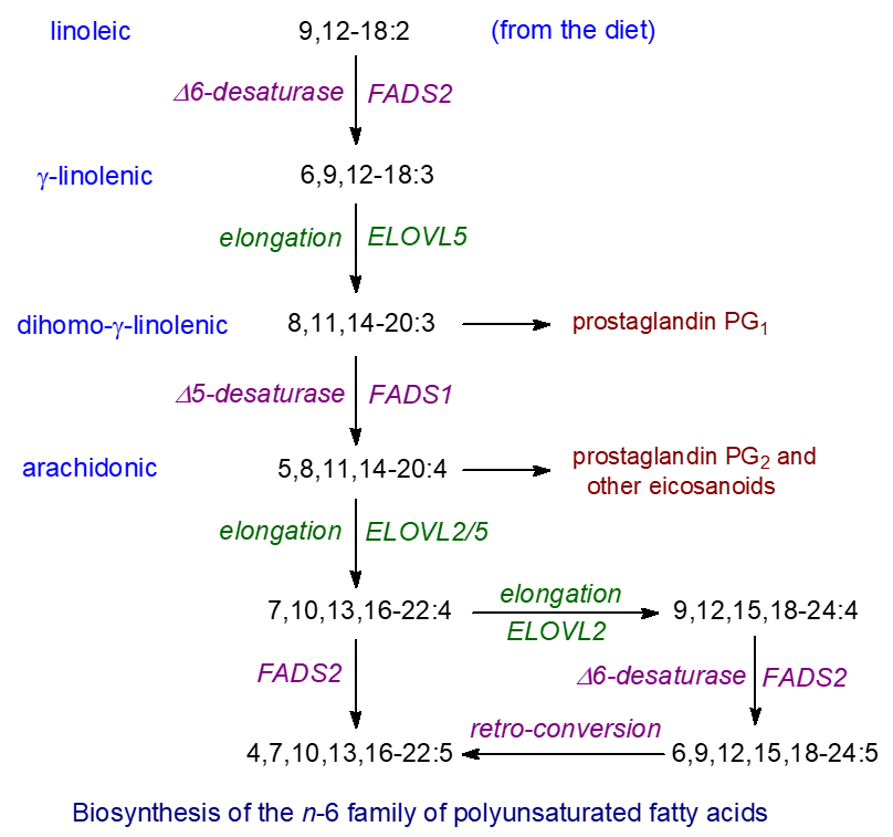 Biosynthesis of the n-6 family of polyunsaturated fatty acids