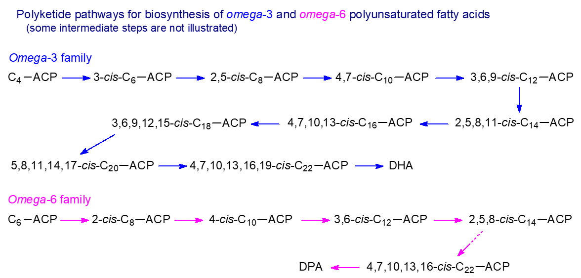Polyketide pathways for biosynthesis of omega-3 and omega-6 fatty acids