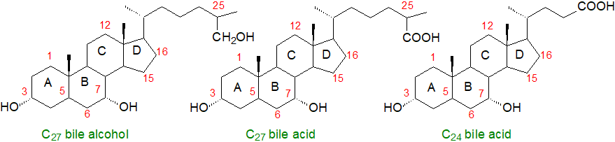 Core structures of bile acids and alcoholsr typical bile acids and alcohols
