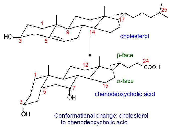 Biosynthesis of bile acids - conformational changes
