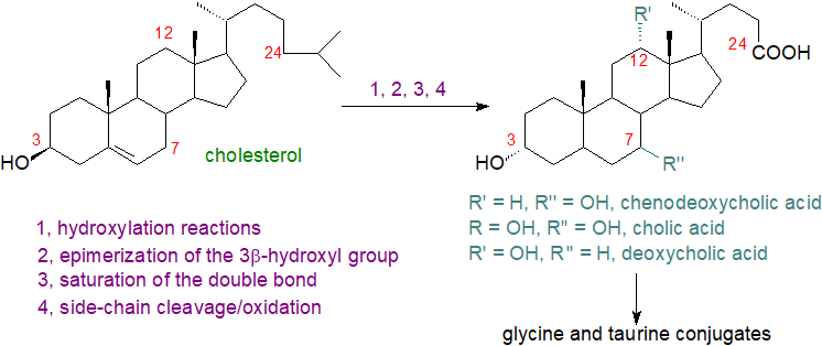 Biosynthesis of bile acids - conformational changes