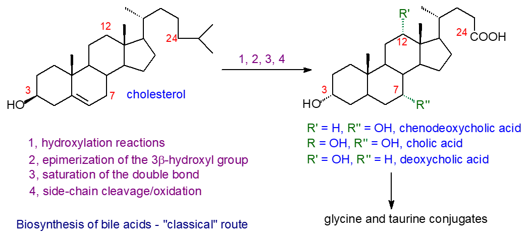 Biosynthesis of bile acids by classical pathway