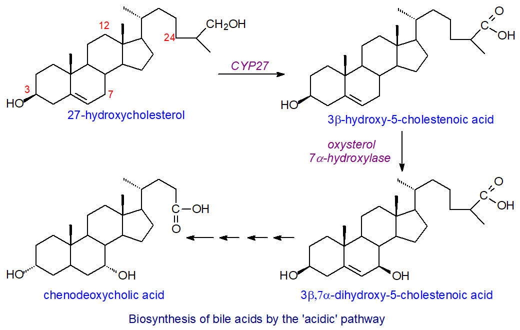 Biosynthesis of bile acids by acidic pathway