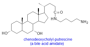 Formula of chenodeoxycholyl-putrescine