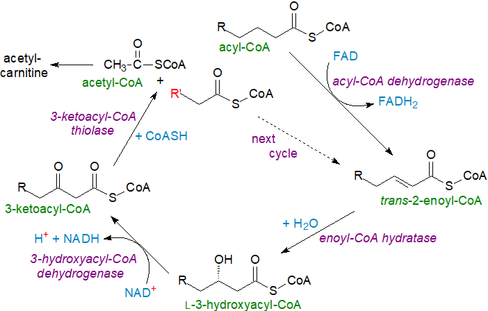 Figure 2. Beta-oxidation of long-chain saturated fatty acids Beta-oxidation of long-chain saturated fatty acids