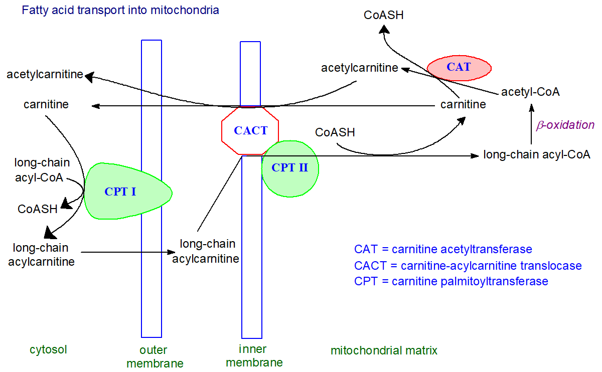 Function of carnitine in mitochondrial long-chain fatty acid oxidation