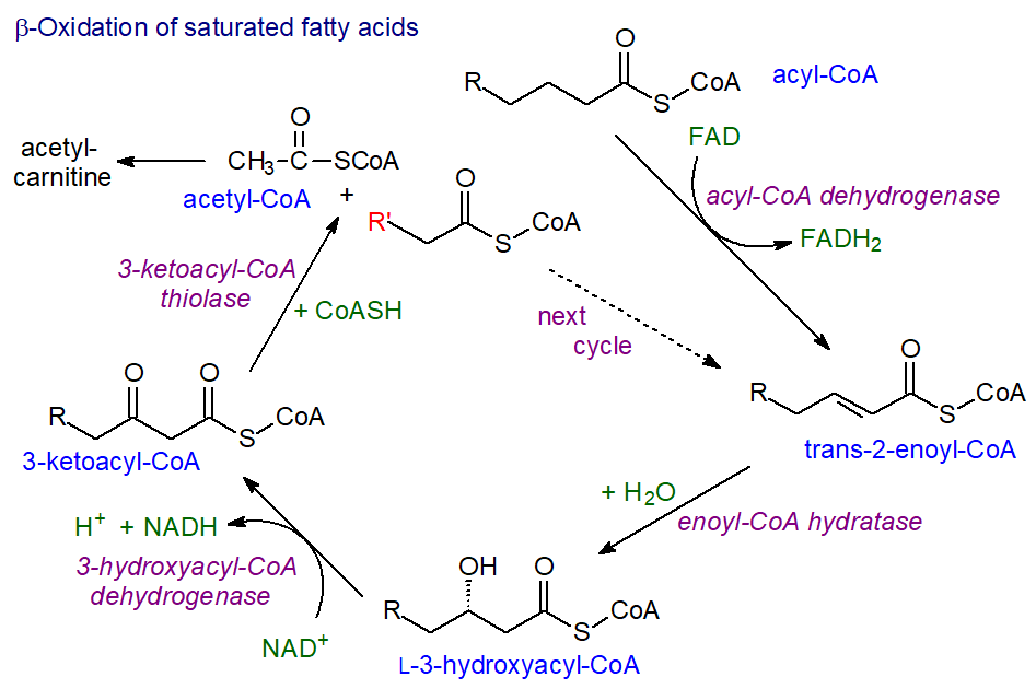 Beta-oxidation of long-chain saturated fatty acids
