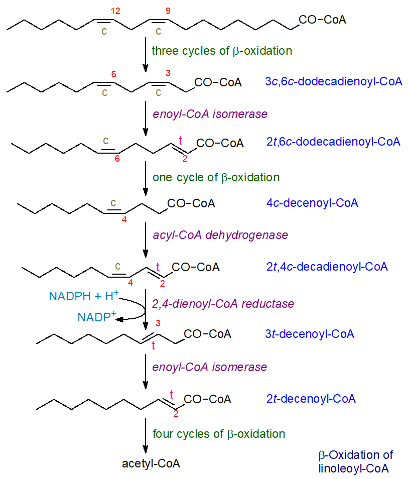 Beta oxidation of linoleoyl-CoA