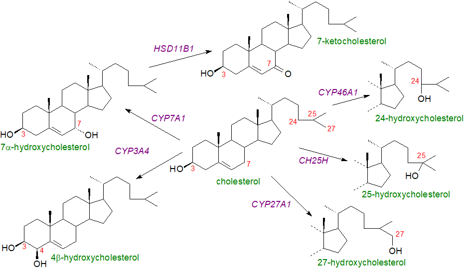 Biosynthesis of oxysterols