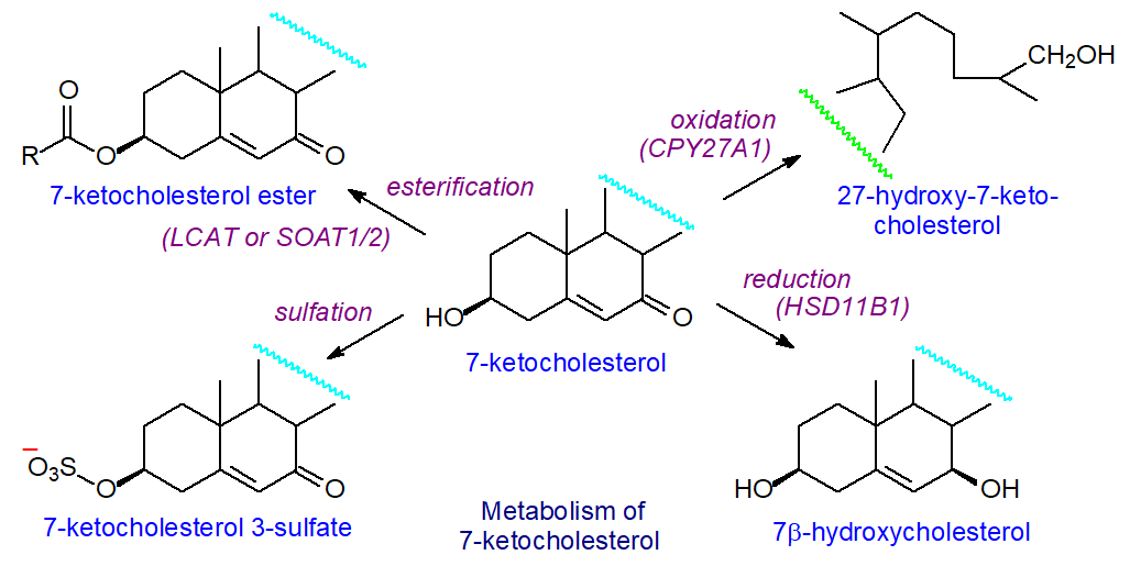 Metabolism of oxysterols