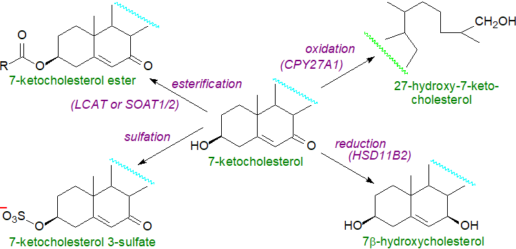 Metabolism of oxysterols