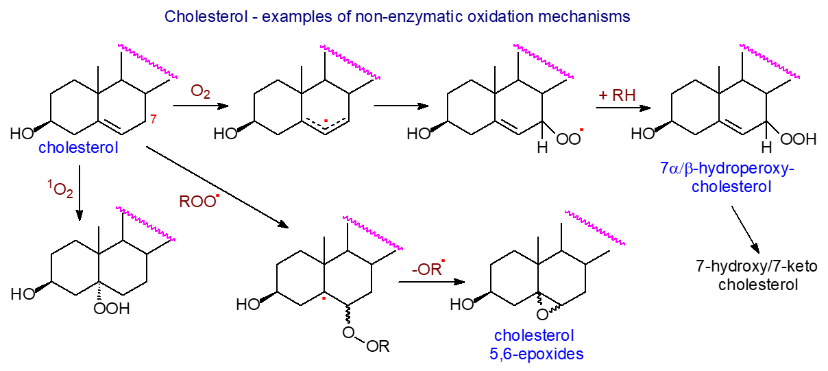 Examples of non-enzymic oxidation of cholesterol