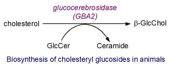 Biosynthesis of cholesteryl glucosides in animals