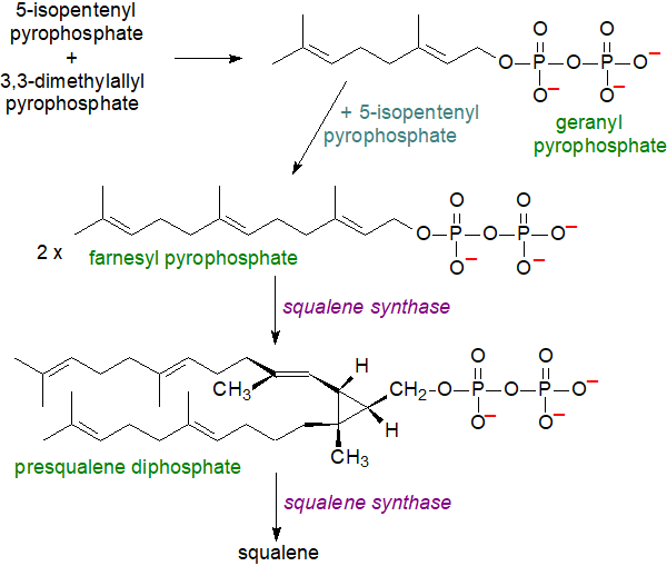 Cholesterol biosynthesis - to mevalonic acid