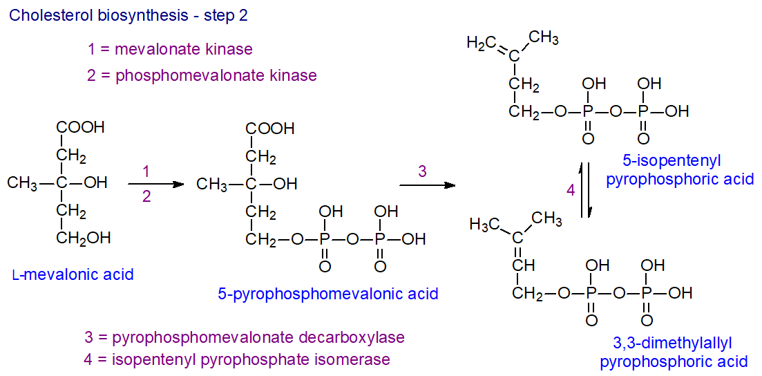Cholesterol biosynthesis - step two