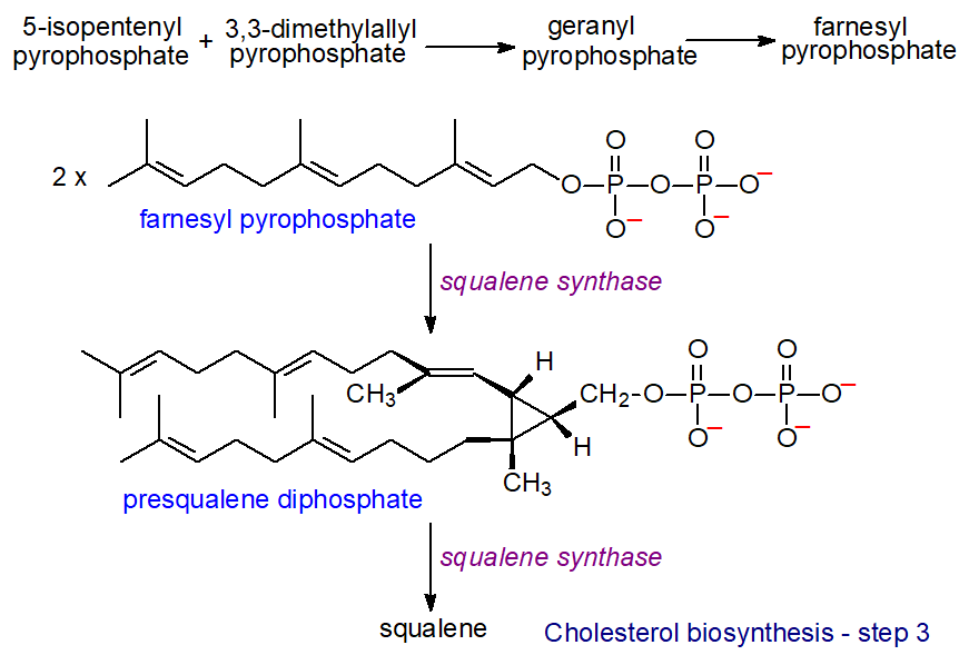 Squalene biosynthesis - step 3