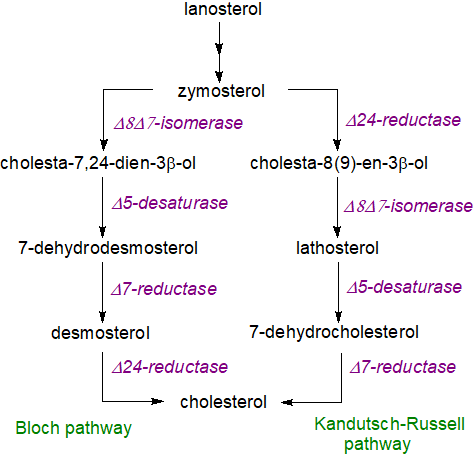 Squalene biosynthesis - step 3