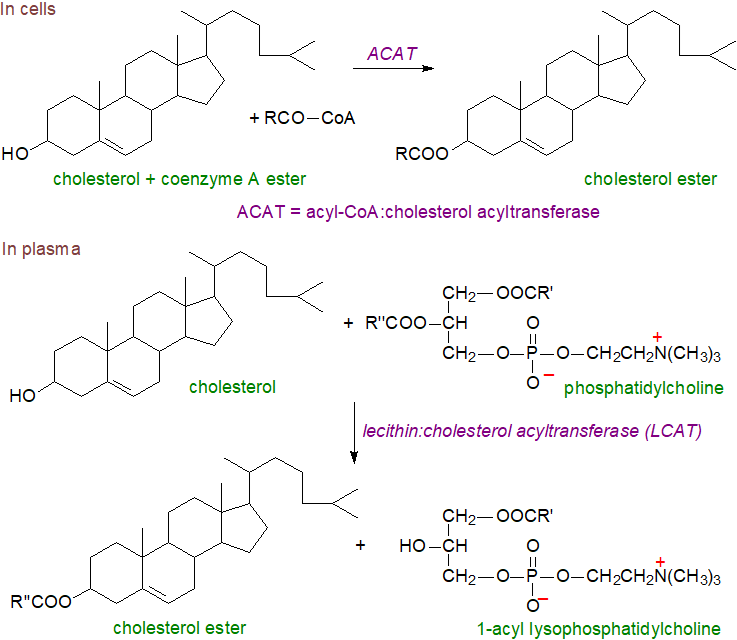 Cholesterol biosynthesis - cyclization of squalene